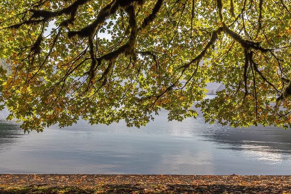 Washington State-Olympic National Park Bigleaf maple tree and lake